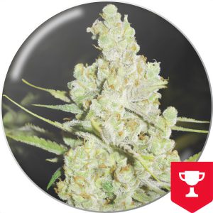 1024 Medical Seeds feminizovaná semena, pryskyřičnaté palice