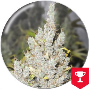 2046 Medical Seeds feminizovaná semena, pryskyřičnaté palice