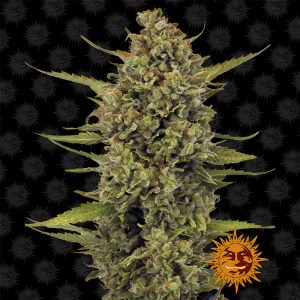 Acapulco Gold Barney's Farm feminizovaná semena, pryskyřičnaté palice