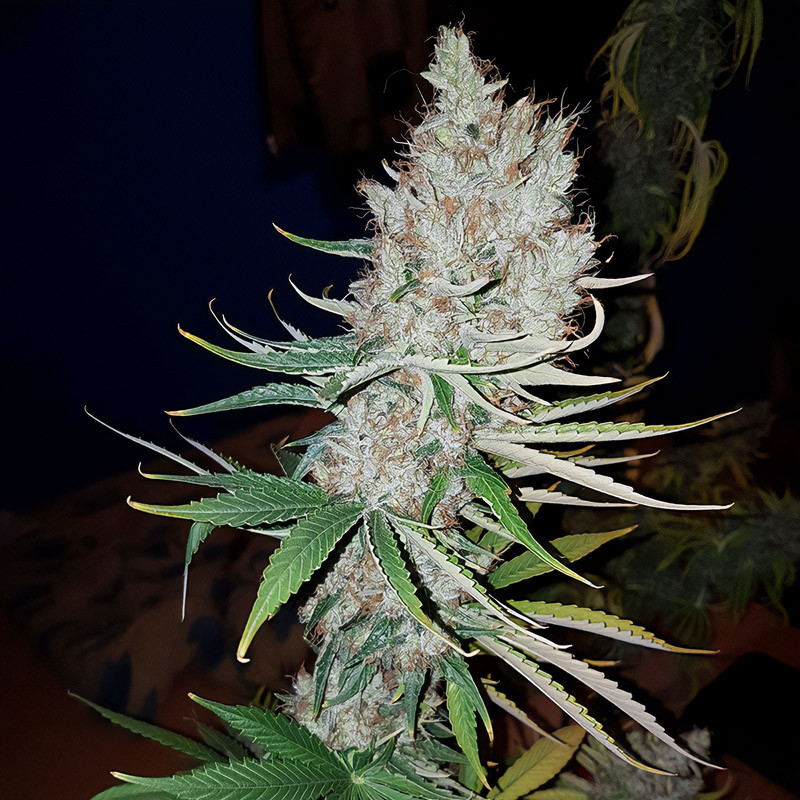 Adonis Semi CBD MDLG Seeds CBD semena, pryskyřičnaté palice