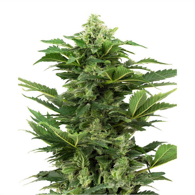 Afghan Pearl Auto Sensi Seeds CBD semena, pryskyřičnaté palice