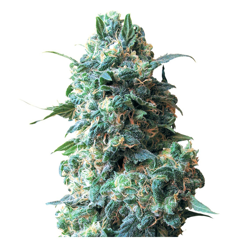 Afghani Kush MDLG Seeds feminizovaná semena, pryskyřičnaté palice