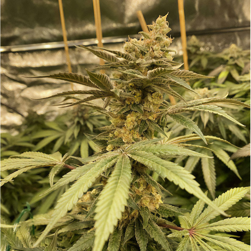 Aja Semi CBD MDLG Seeds CBD semena, pryskyřičnaté palice