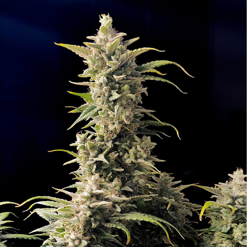 AK-Auto FastBuds samonakvétací semena, pryskyřičnaté palice