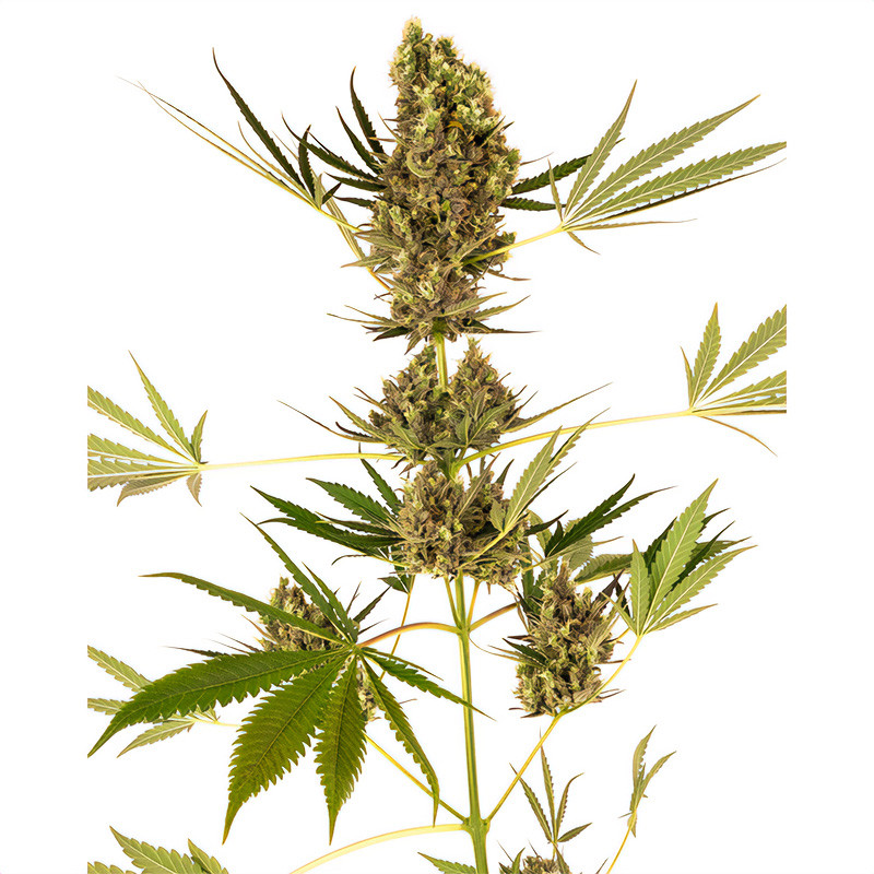 Alpine Delight Auto Sensi Seeds CBD semena, pryskyřičnaté palice