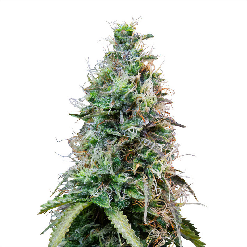 Amnesia Haze Auto - Royal Queen Seeds - Samonakvétací semena, pohled 3