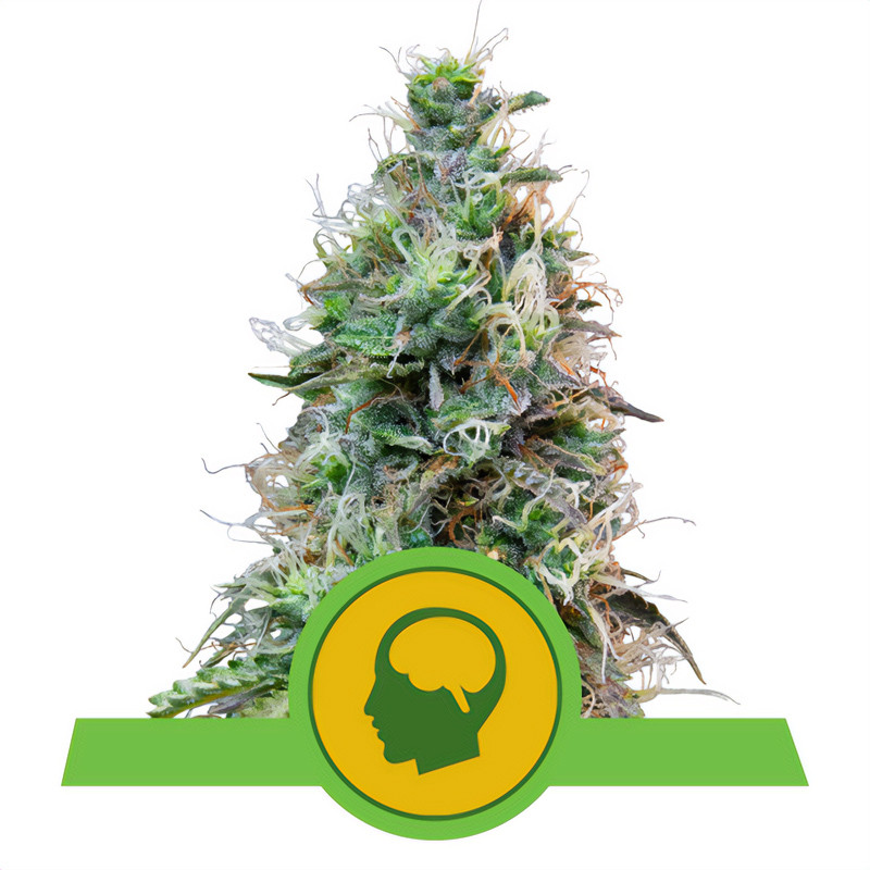 Amnesia Haze Auto Royal Queen Seeds samonakvétací semena, pryskyřičnaté palice