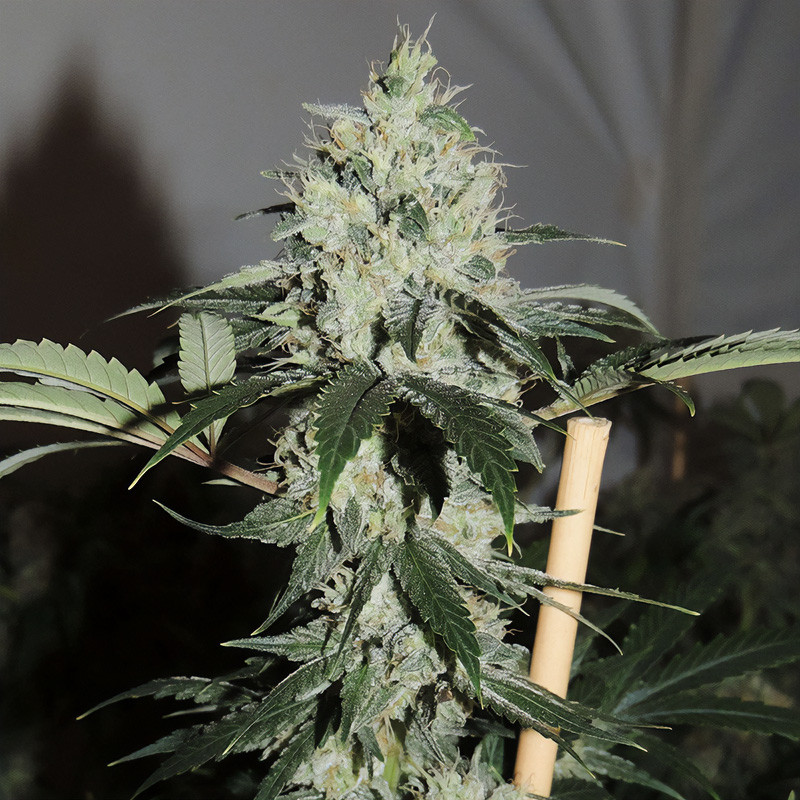 Amnesia Haze MDLG Seeds feminizovaná semena, pryskyřičnaté palice