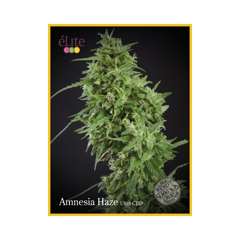 Amnesia Haze Ultra Elite Seeds CBD semena, pryskyřičnaté palice