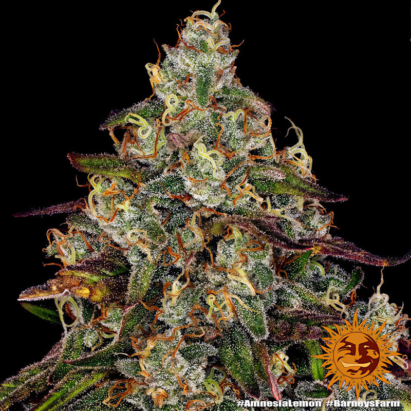 Amnesia Lemon - Barney's Farm - Feminizovaná semena, pohled 2
