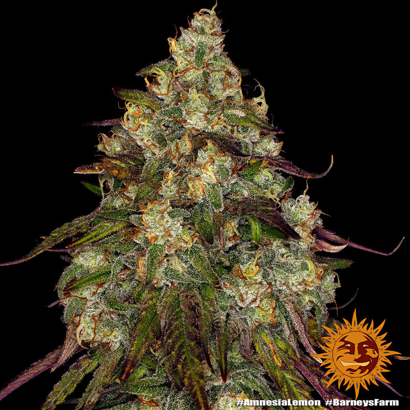 Amnesia Lemon - Barney's Farm - Feminizovaná semena, pohled 3