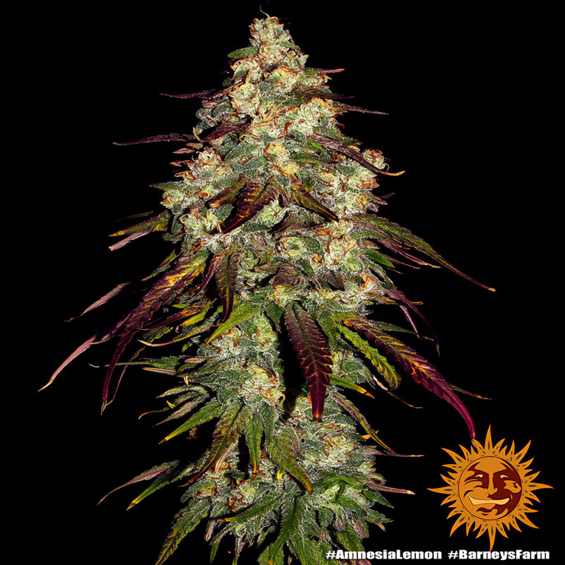 Amnesia Lemon - Barney's Farm - Feminizovaná semena, pohled 4