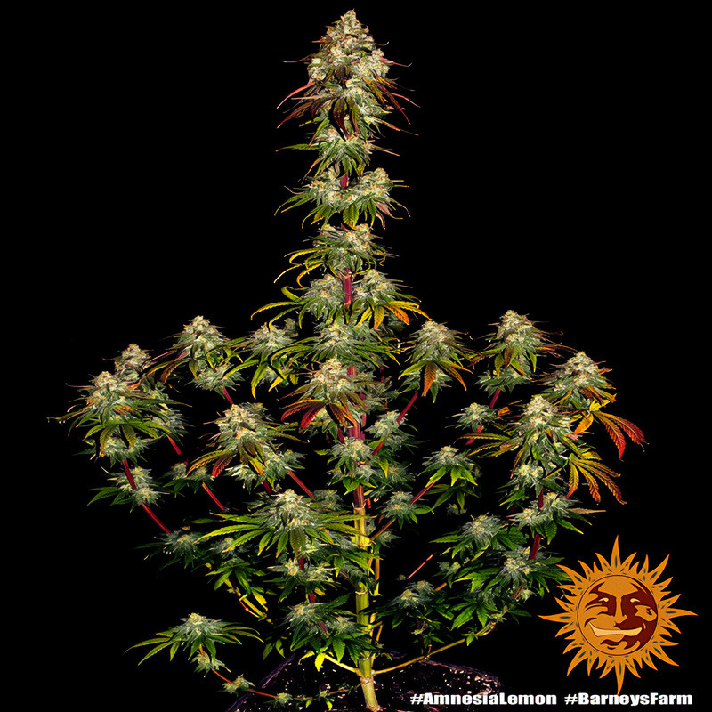 Amnesia Lemon - Barney's Farm - Feminizovaná semena, pohled 5