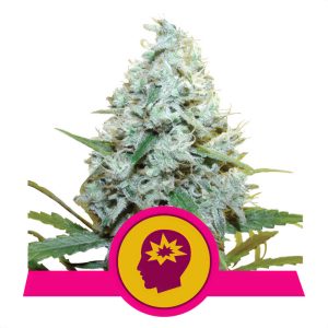 Amnesia Mac Ganja Royal Queen Seeds feminizovaná semena, pryskyřičnaté palice