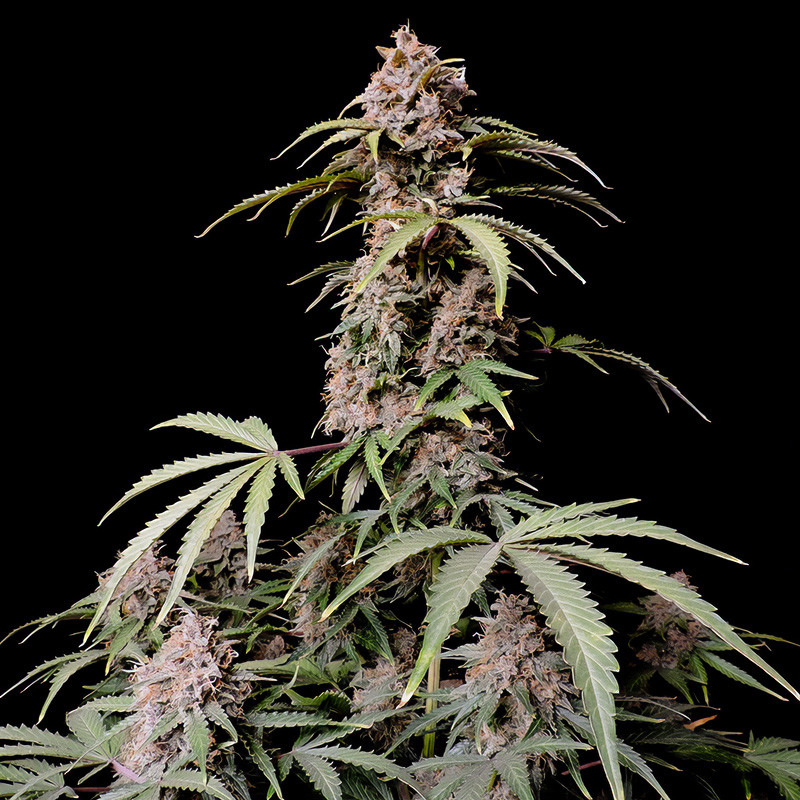 Amnesia Zkittlez Auto FastBuds samonakvétací semena, pryskyřičnaté palice