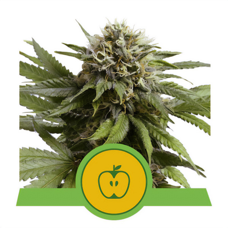 Apple Fritter Auto Royal Queen Seeds samonakvétací semena, pryskyřičnaté palice