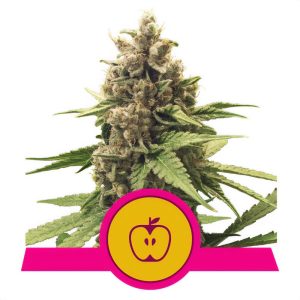 Apple Fritters Royal Queen Seeds feminizovaná semena, pryskyřičnaté palice