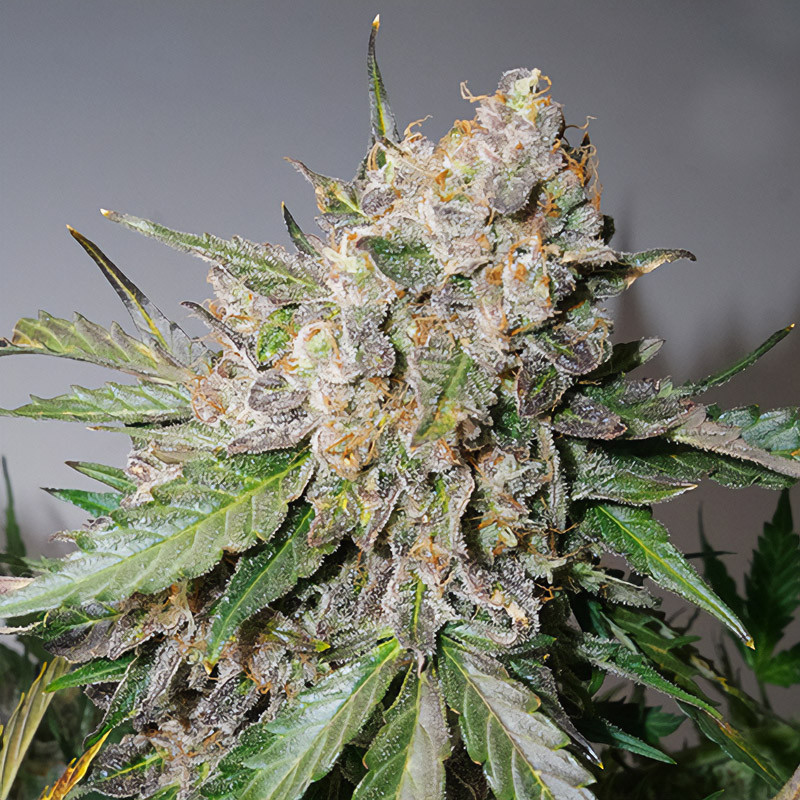 Auto Glueberry O.G. - Dutch Passion - Samonakvétací semena, pohled 2