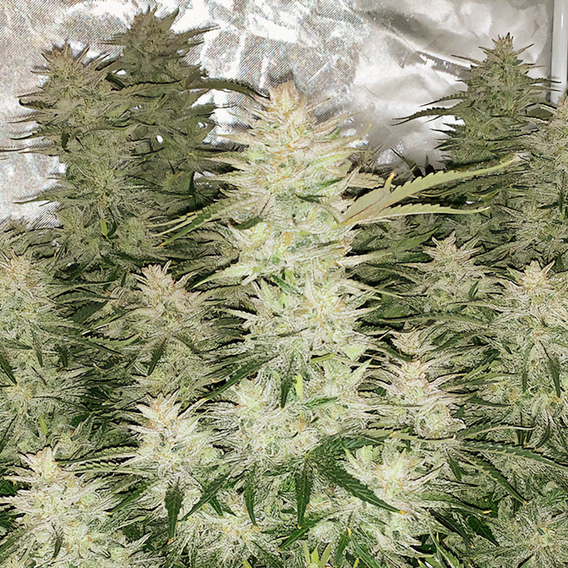 Auto Glueberry O.G. - Dutch Passion - Samonakvétací semena, pohled 3