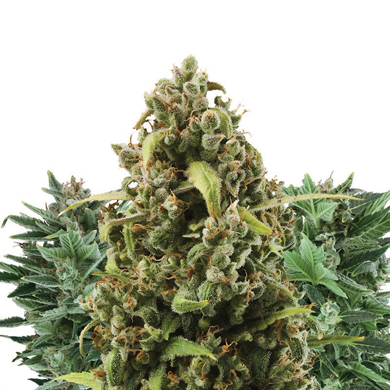 Autoflowering Mix - Royal Queen Seeds - Samonakvétací semena, pohled 3
