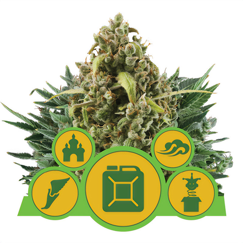 Autoflowering Mix Royal Queen Seeds samonakvétací semena, pryskyřičnaté palice