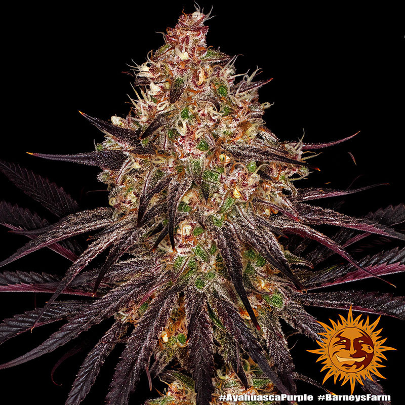 Ayahuasca Purple - Barney's Farm - Feminizovaná semena, pohled 2