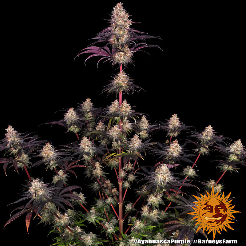 Ayahuasca Purple - Barney's Farm - Feminizovaná semena, pohled 3