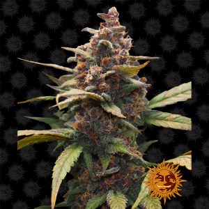Ayahuasca Purple Barney's Farm feminizovaná semena, pryskyřičnaté palice