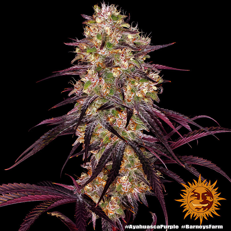 Ayahuasca Purple - Barney's Farm - Feminizovaná semena, pohled 4