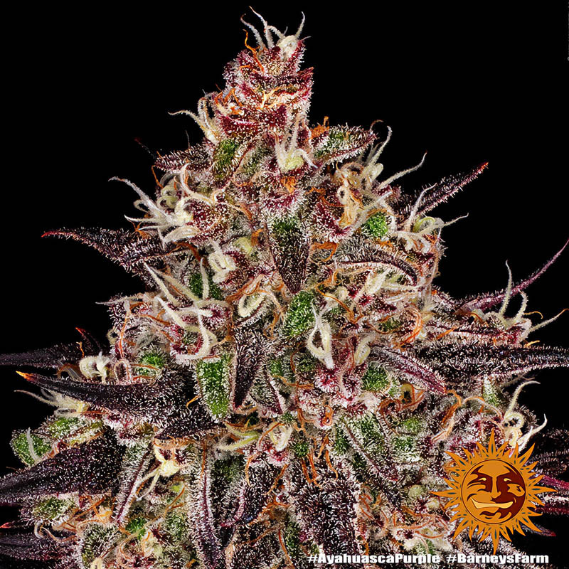 Ayahuasca Purple - Barney's Farm - Feminizovaná semena, pohled 5