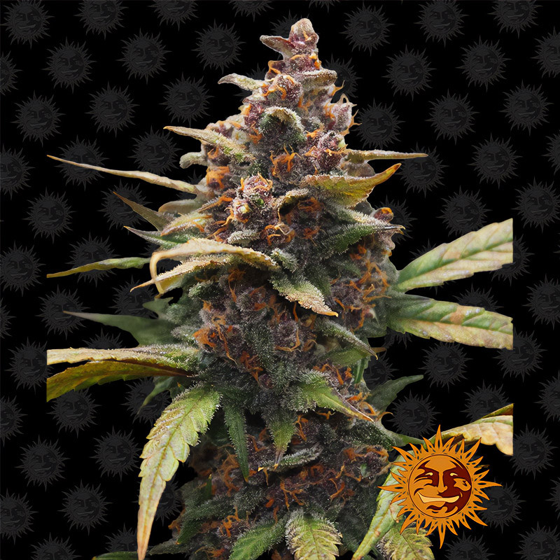 Ayahuasca Purple Barney's Farm feminizovaná semena, pryskyřičnaté palice