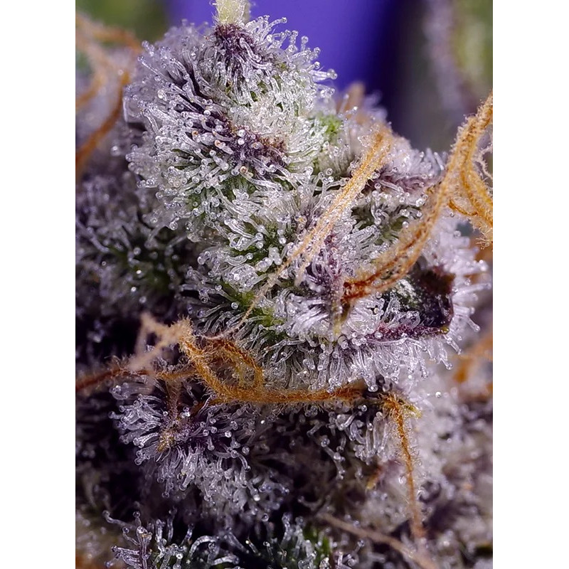 Banana Cream Cake XL Auto - Sweet Seeds - Samonakvétací semena, pohled 2