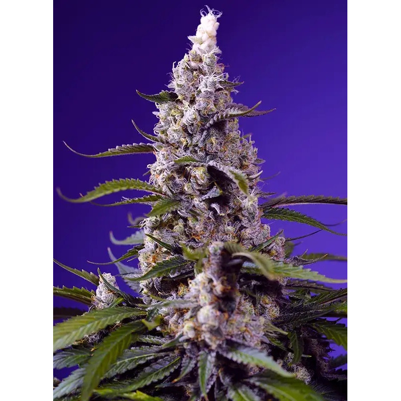 Banana Cream Cake XL Auto Sweet Seeds samonakvétací semena, pryskyřičnaté palice