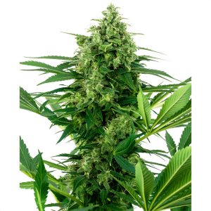 Banana Frosting Sensi Seeds feminizovaná semena, pryskyřičnaté palice