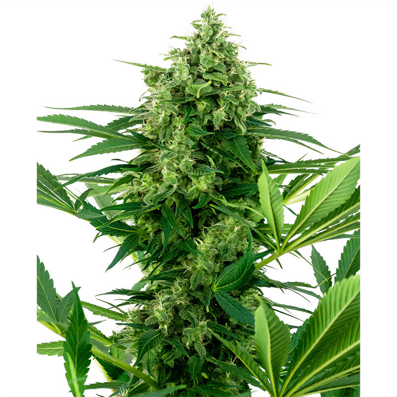 Banana Frosting Sensi Seeds feminizovaná semena, pryskyřičnaté palice