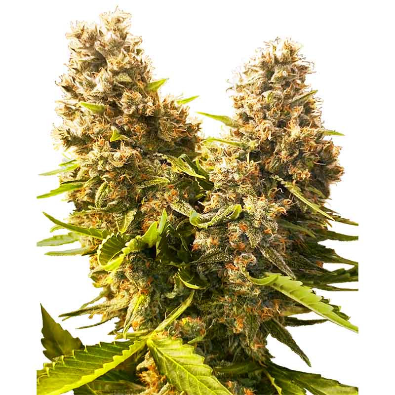 Banana Kush Cake Auto Sensi Seeds samonakvétací semena, pryskyřičnaté palice