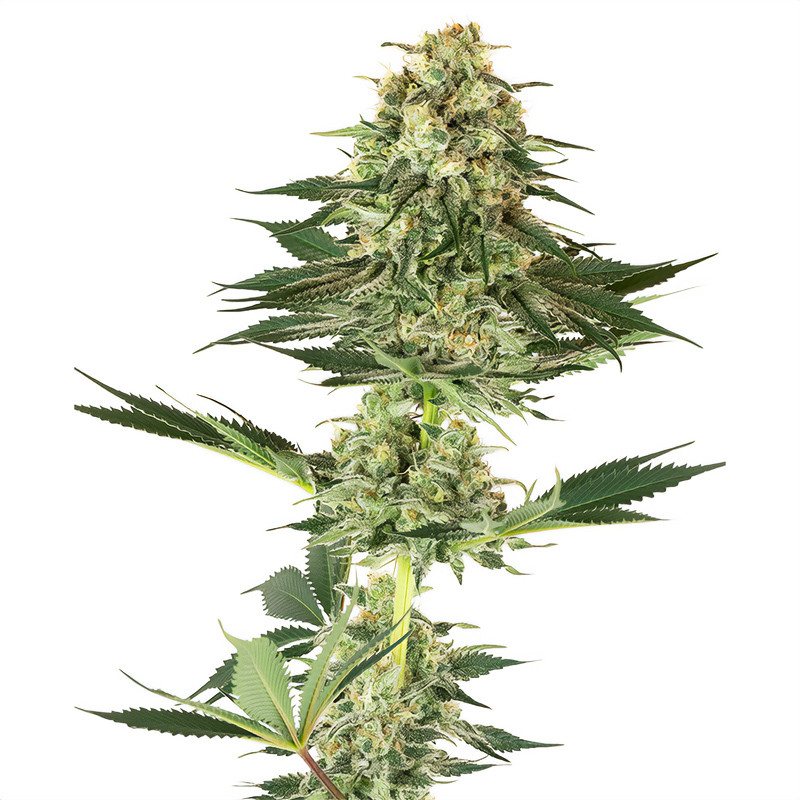Banana Kush Sensi Seeds feminizovaná semena, pryskyřičnaté palice