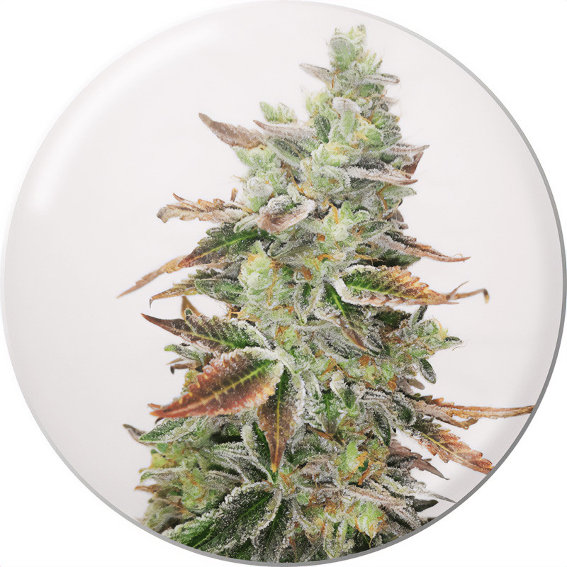 Banana Purp Medical Seeds feminizovaná semena, pryskyřičnaté palice