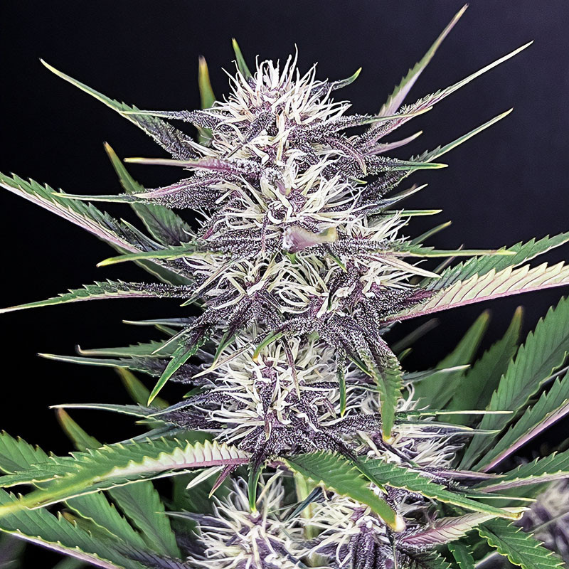 Banana Purple Punch Auto - FastBuds - Samonakvétací semena, pohled 2