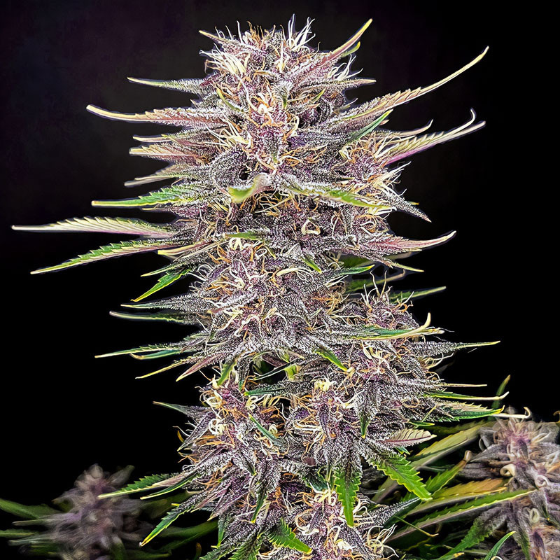 Banana Purple Punch Auto - FastBuds - Samonakvétací semena, pohled 3