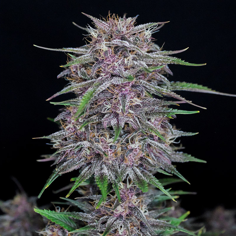 Banana Purple Punch Auto FastBuds samonakvétací semena, pryskyřičnaté palice