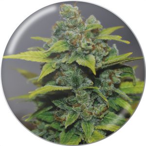 Banana Zkittlez Medical Seeds feminizovaná semena, pryskyřičnaté palice