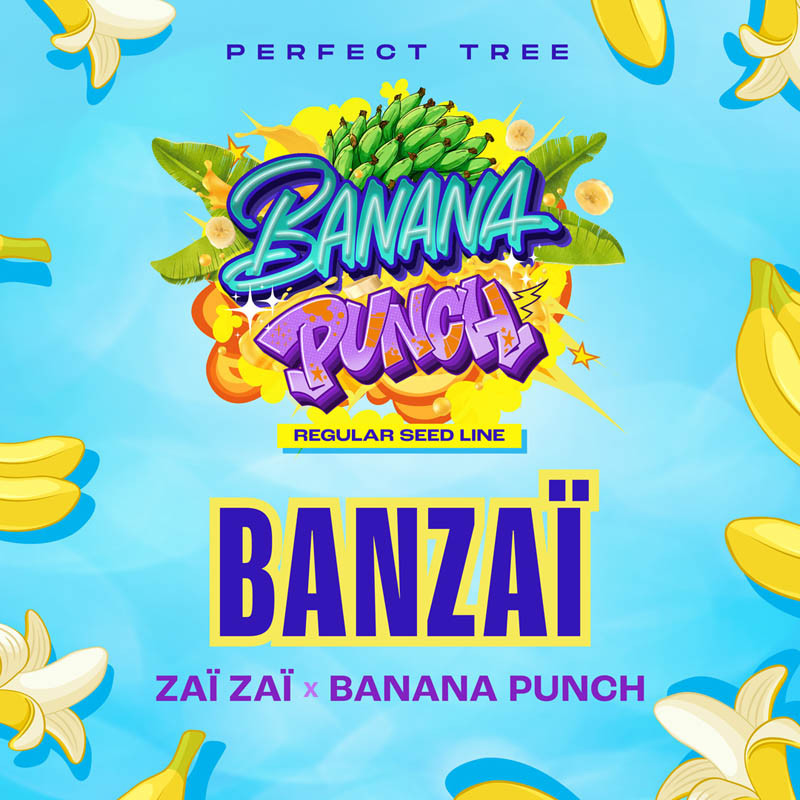 Banzai Perfect Tree regulérní semena, matečná rostlina