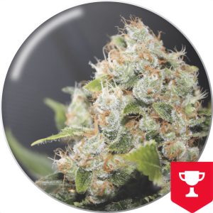 BCN Sour Diesel Medical Seeds feminizovaná semena, pryskyřičnaté palice