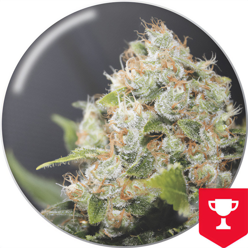 BCN Sour Diesel Medical Seeds feminizovaná semena, pryskyřičnaté palice