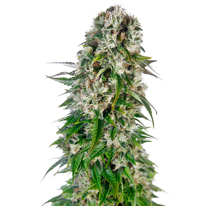 Big Bud Auto Sensi Seeds samonakvétací semena, pryskyřičnaté palice