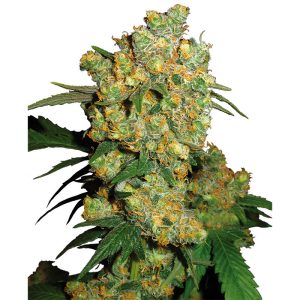 Big Bud Sensi Seeds feminizovaná semena, pryskyřičnaté palice