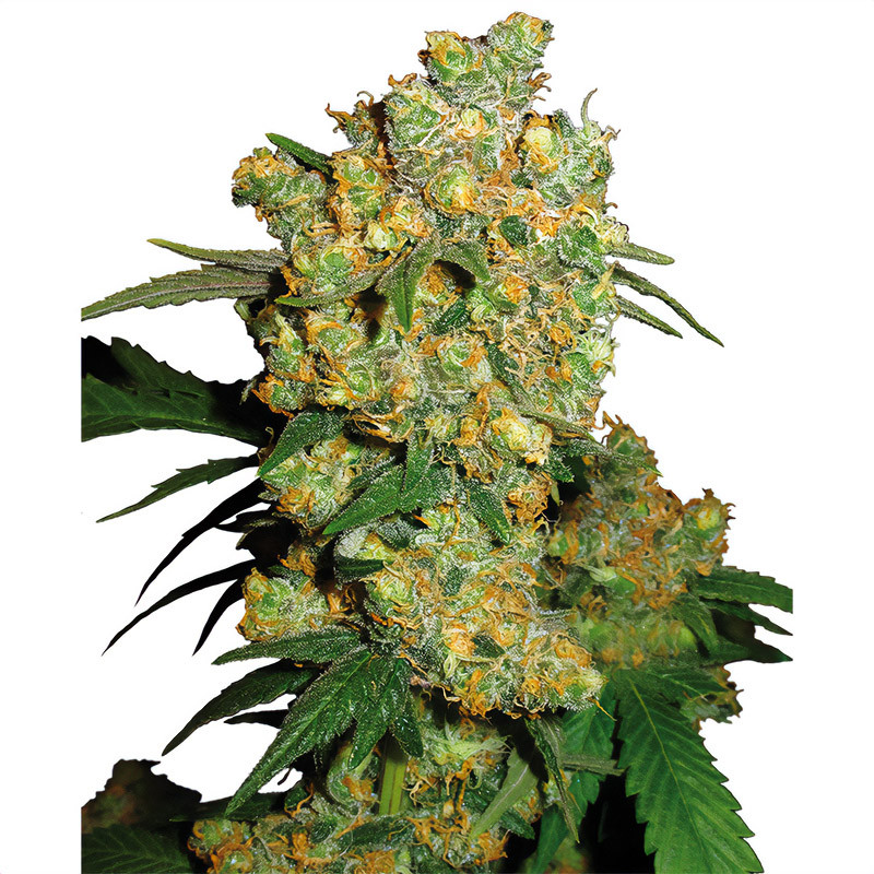 Big Bud Sensi Seeds feminizovaná semena, pryskyřičnaté palice