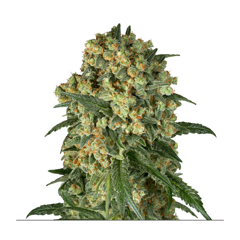 Big Kush MDLG Seeds feminizovaná semena, pryskyřičnaté palice