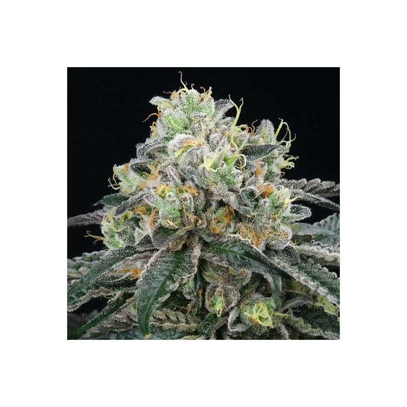 Bingsu - Perfect Tree - Regulérní semena, pohled 3